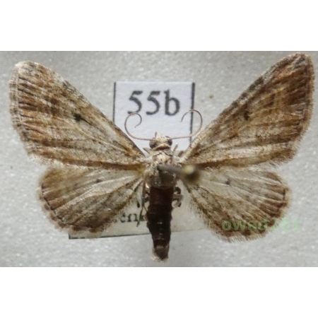 Eupithecia millefoliata Rössler, 1866 Czech55b